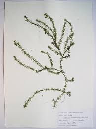 Attēlu rezultāti vaicājumam “Elodea canadensis leaf”