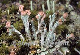Attēlu rezultāti vaicājumam “Cladonia botrytes”