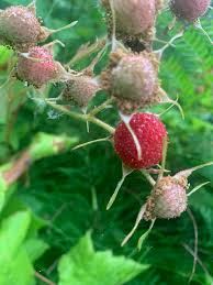 Attēlu rezultāti vaicājumam “Rubus parviflorus fruit”