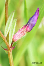 Attēlu rezultāti vaicājumam “Vicia cracca bud”