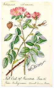 Attēlu rezultāti vaicājumam “Rosa villosa fruit”