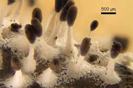 Attēlu rezultāti vaicājumam “Diachea subsessilis”