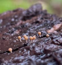 Attēlu rezultāti vaicājumam “Hemitrichia sp.”