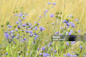 Attēlu rezultāti vaicājumam “Succisa pratensis flower”