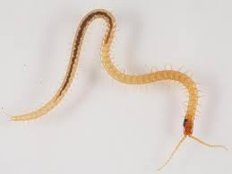 Attēlu rezultāti vaicājumam “Geophilidae”