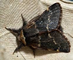 Attēlu rezultāti vaicājumam “Perizoma bifaciata”