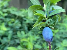 Attēlu rezultāti vaicājumam “Lonicera caerulea var. pallasii fruit”