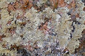 Attēlu rezultāti vaicājumam “Arthonia leucopellaea”