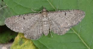 Attēlu rezultāti vaicājumam “Eupithecia satyrata”