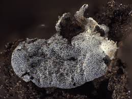 Attēlu rezultāti vaicājumam “Badhamia lilacina”