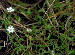 Attēlu rezultāti vaicājumam “Stellaria crassifolia”