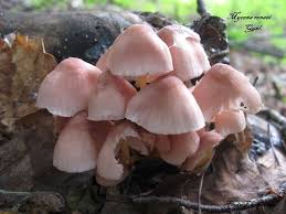 Attēlu rezultāti vaicājumam “Mycena renati”