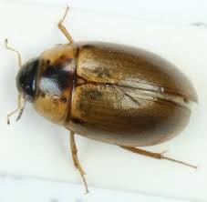 Attēlu rezultāti vaicājumam “Enochrus affinis”