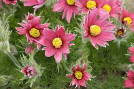 Image result for Pulsatilla