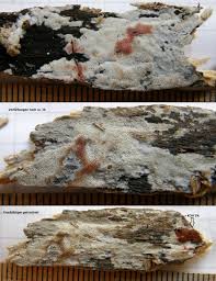 Attēlu rezultāti vaicājumam “Ceriporia viridans”