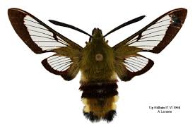 Attēlu rezultāti vaicājumam “Hemaris fuciformis”