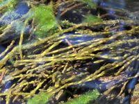 Attēlu rezultāti vaicājumam “Lemanea fluviatilis”