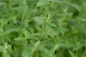 Attēlu rezultāti vaicājumam “Mentha spicata”