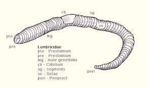 Attēlu rezultāti vaicājumam “Lumbricidae”