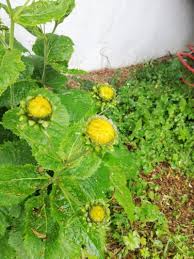 Attēlu rezultāti vaicājumam “Telekia speciosa flower”