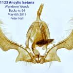 Attēlu rezultāti vaicājumam “Ancylis laetana”