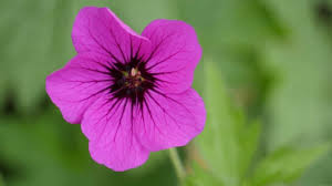 Image result for Storchschnäbel