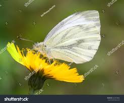 Attēlu rezultāti vaicājumam “Pieris napi male”