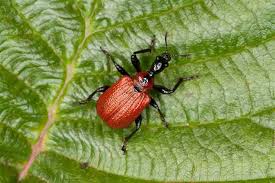 Attēlu rezultāti vaicājumam “Apoderus coryli”