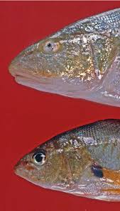 Image result for Micropogonias undulatus