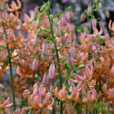 Attēlu rezultāti vaicājumam “Lilium martagon flower”