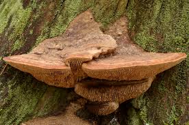 Attēlu rezultāti vaicājumam “Daedalea quercina”