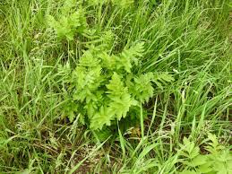 Attēlu rezultāti vaicājumam “Pastinaca sativa subsp. sylvestris leaf”