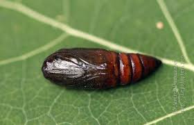 Attēlu rezultāti vaicājumam “Anarta myrtilli”