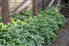 Image result for Hosta fortunei albomarginata