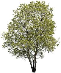 Attēlu rezultāti vaicājumam “Acer campestre”