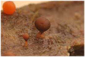 Attēlu rezultāti vaicājumam “Trichia botrytis var. cerifera macro”