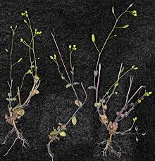 Attēlu rezultāti vaicājumam “Draba nemorosa fruit”