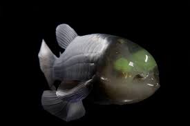 Attēlu rezultāti vaicājumam “Microstoma protracta”