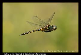 Attēlu rezultāti vaicājumam “Somatochlora flavomaculata”