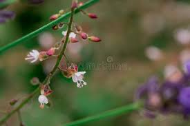 Attēlu rezultāti vaicājumam “Circaea lutetiana bud”