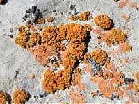 Attēlu rezultāti vaicājumam “Caloplaca saxicola”