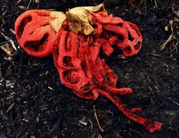 Attēlu rezultāti vaicājumam “Clathrus ruber”