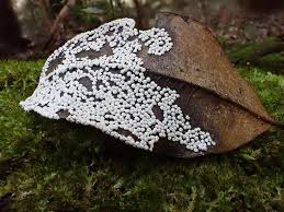 Attēlu rezultāti vaicājumam “Diderma subviridifuscum spores”