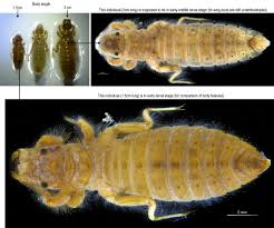 Attēlu rezultāti vaicājumam “Amaurochaete fusiformis macro”