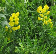 Attēlu rezultāti vaicājumam “Lathyrus pratensis”