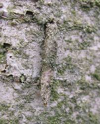 Attēlu rezultāti vaicājumam “Taleporia tubulosa”