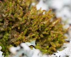 Attēlu rezultāti vaicājumam “Lophozia longidens”