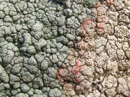 Attēlu rezultāti vaicājumam “Pertusaria pertusa”