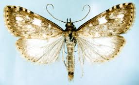 Attēlu rezultāti vaicājumam “Udea olivalis”