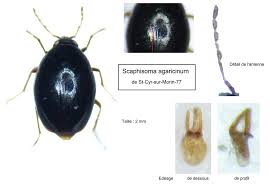 Attēlu rezultāti vaicājumam “Scaphisoma sp.”